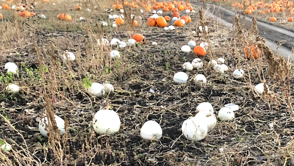 Our farm