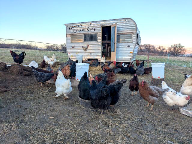 little bear bottoms animals