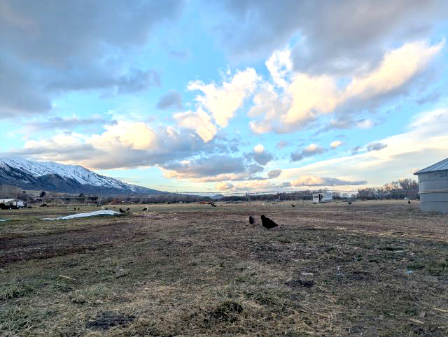 little bear bottoms animals