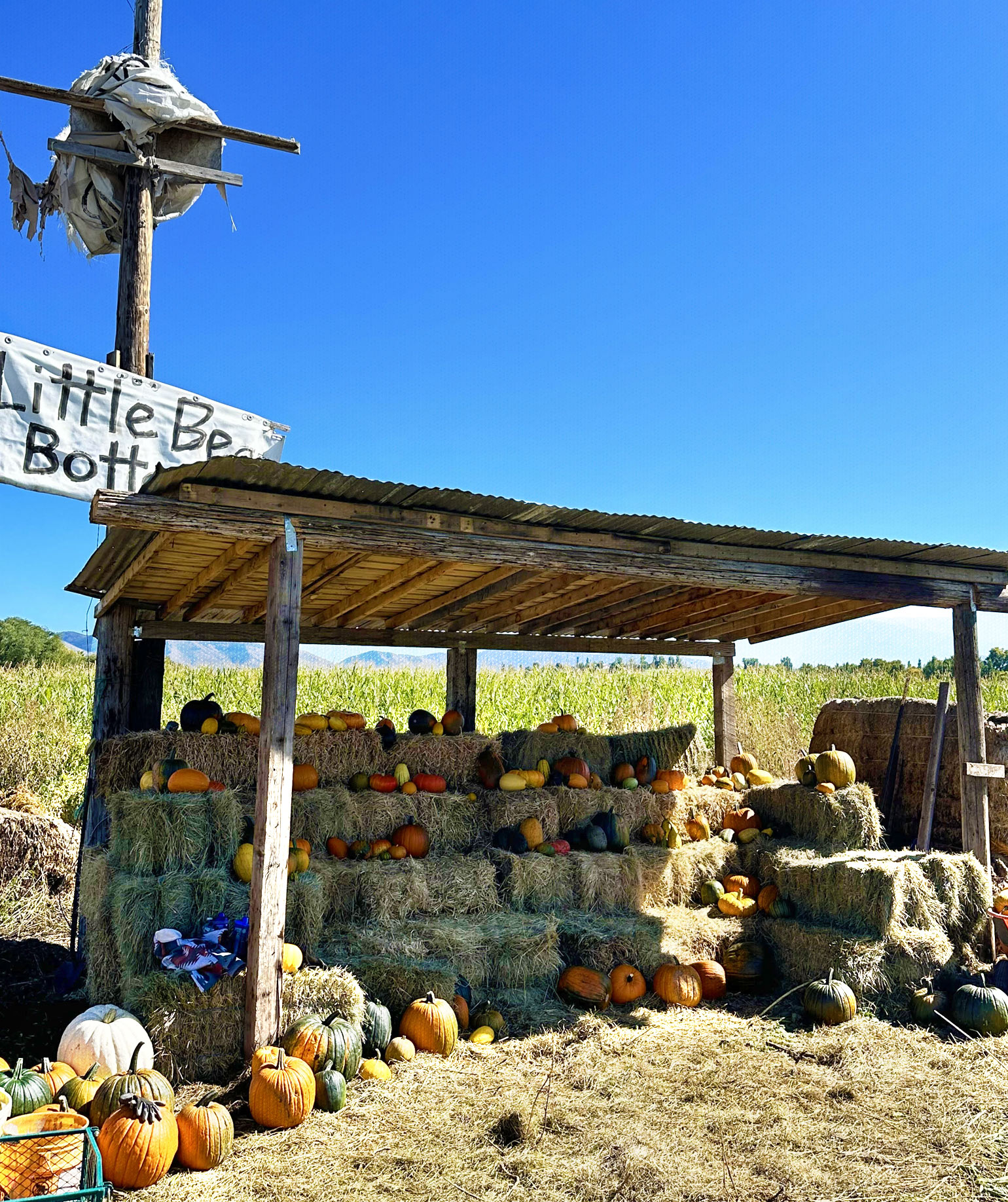 little bear bottoms pumpkin patch