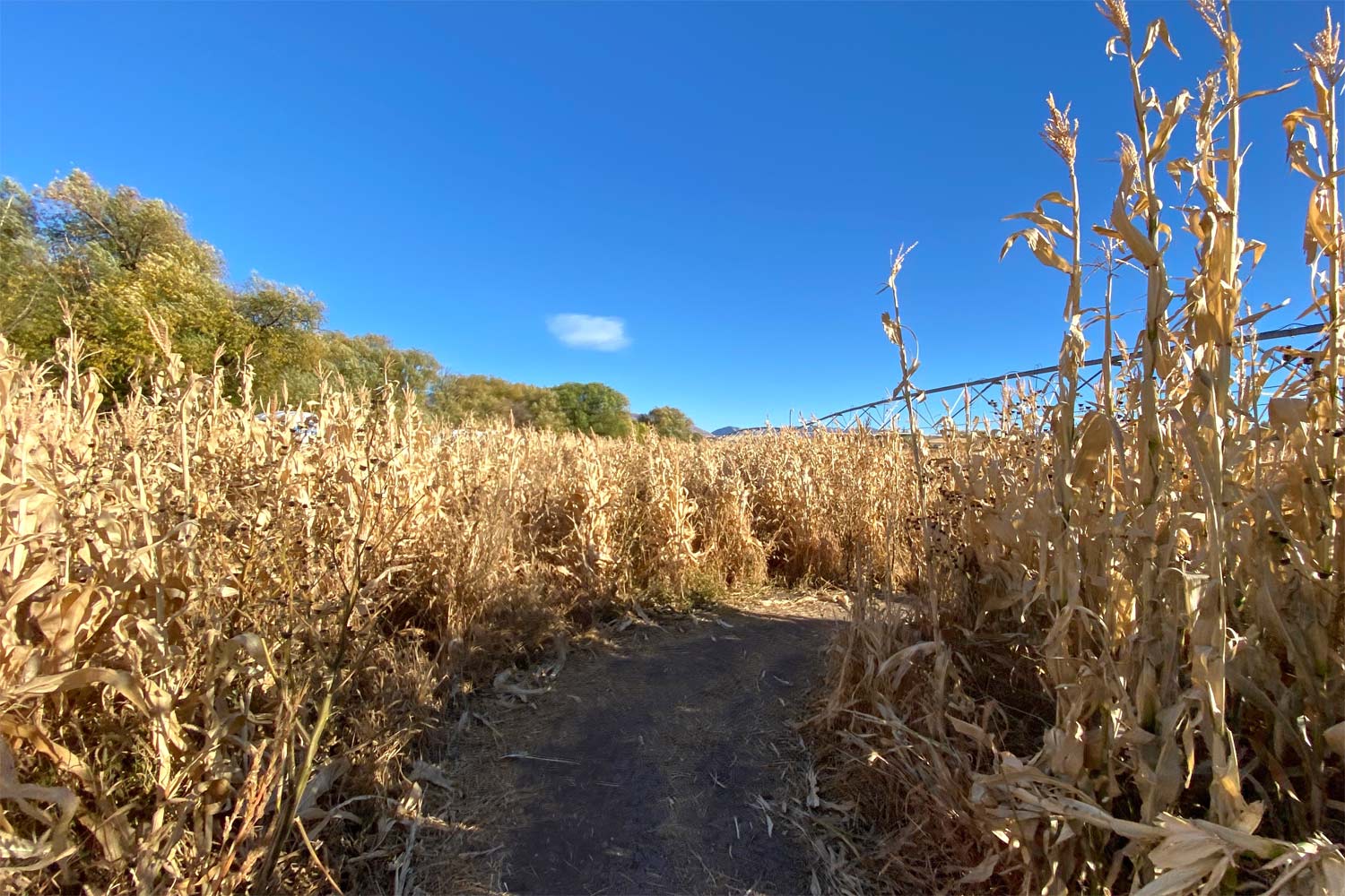 picture of little bear bottoms corn maze