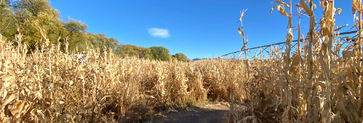 little bear bottoms corn maze field