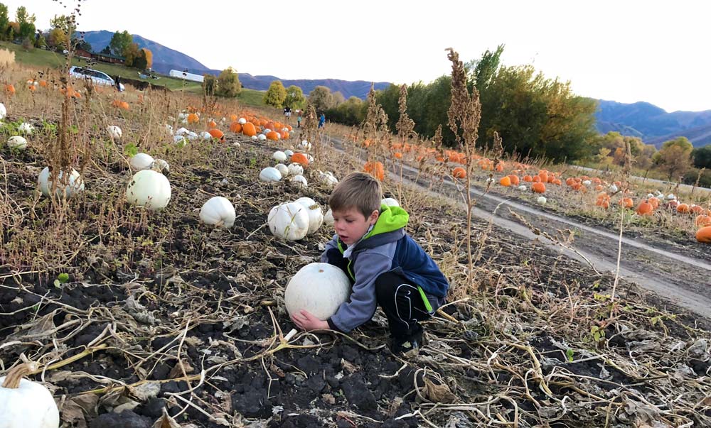 pumpkin patch at little bear bottoms